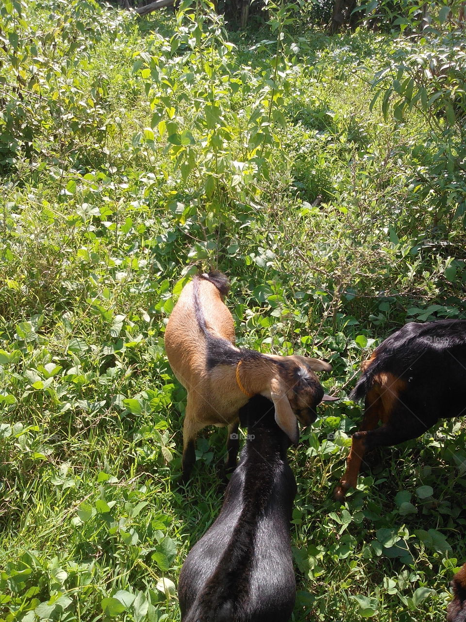 goats tangle