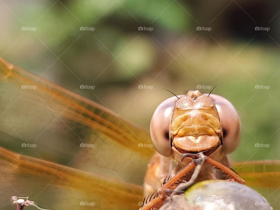 Closeup of an orange dragonfly's face looking directly at the camera.