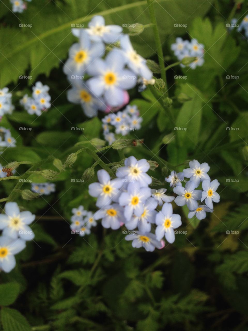 Forget me not