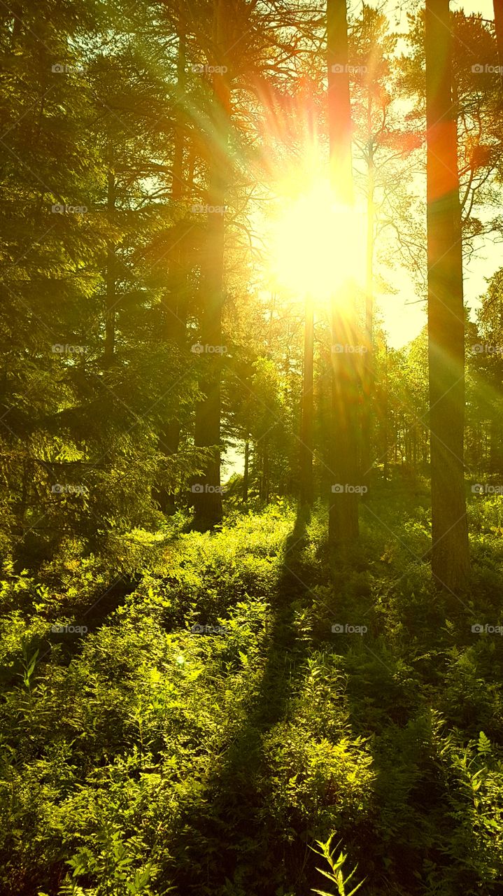 sunny morning in summer