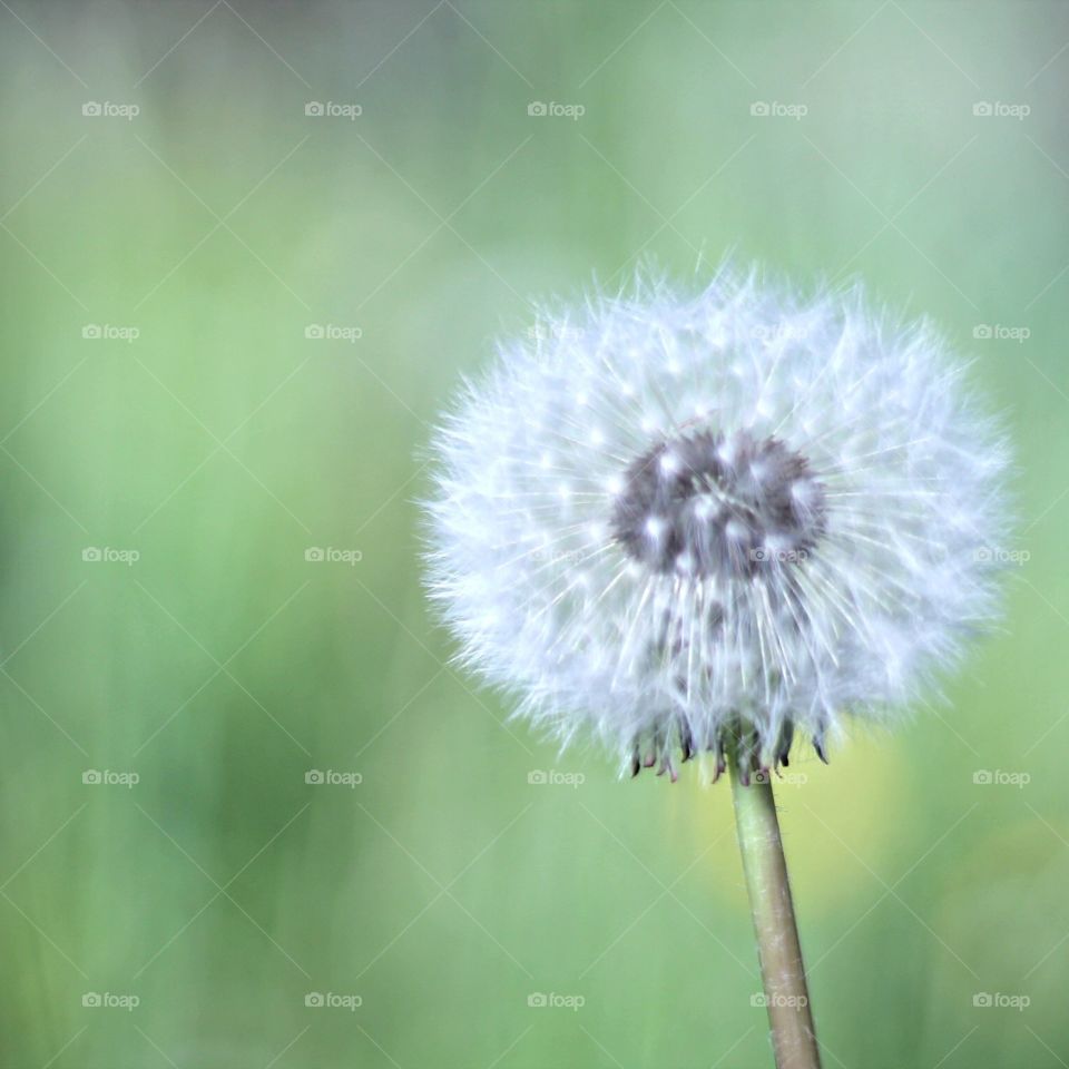 Make a wish . Close up of a dandelion 
