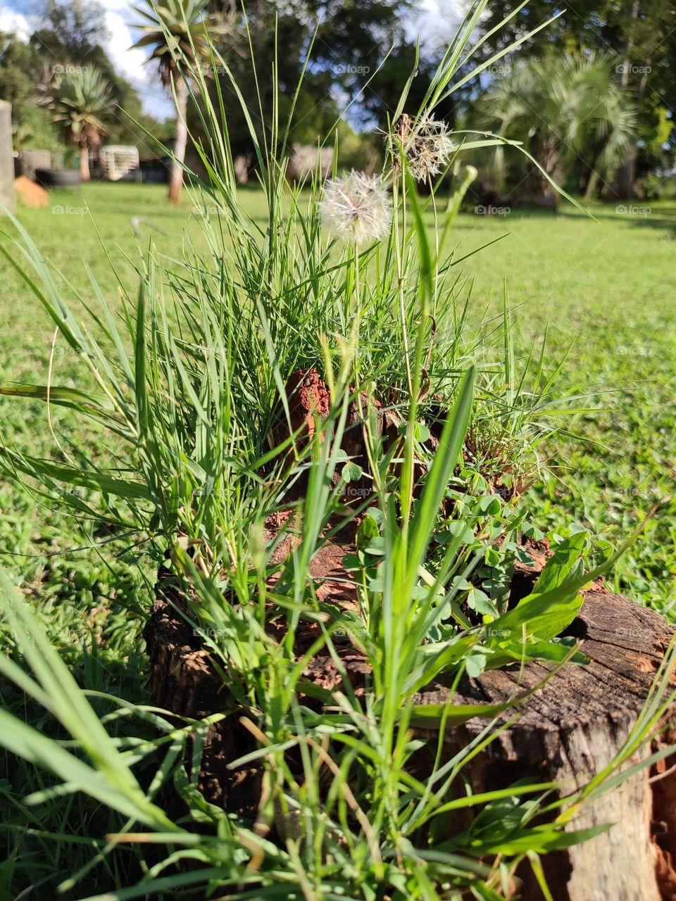 Dandelion plant, growing in a stump