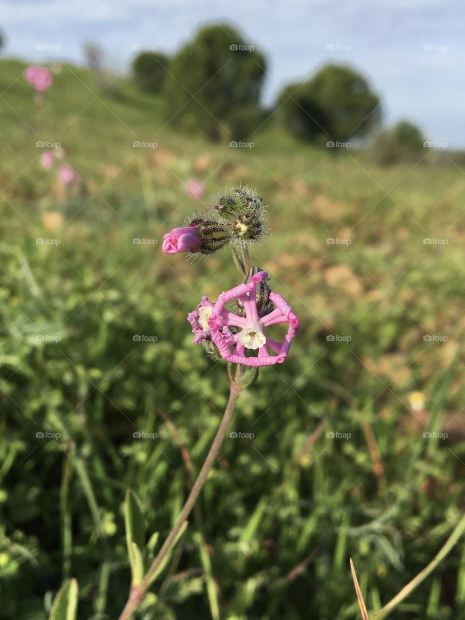 Pinky wild meadow flower