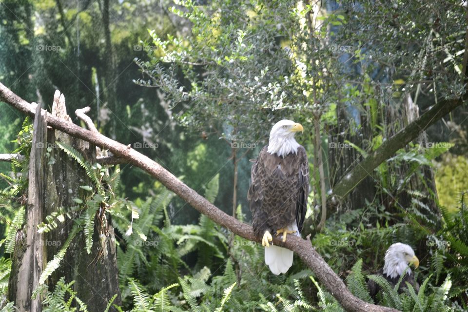 A bald eagle sitting on branch off-centered