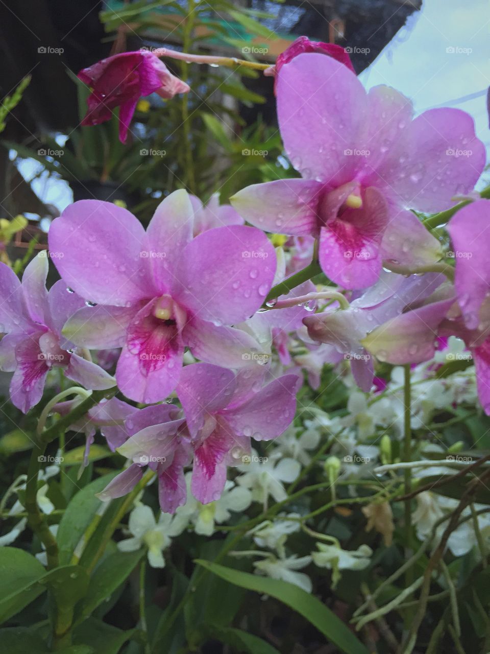 Neighbor's. Orchid