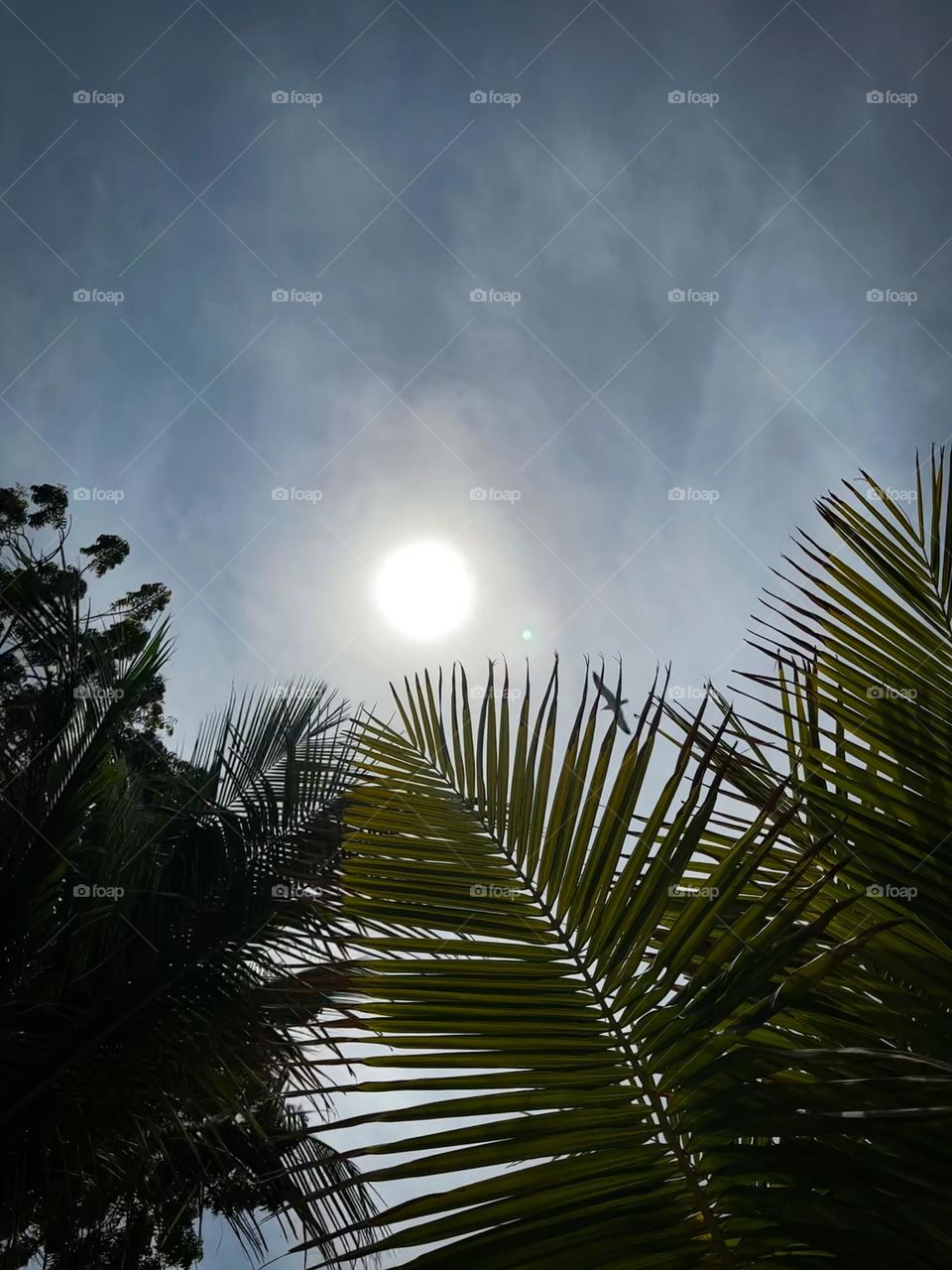 Basking in the Warmth of the Sun: Trees, a bird and the sun in the background, with dramatic clouds.