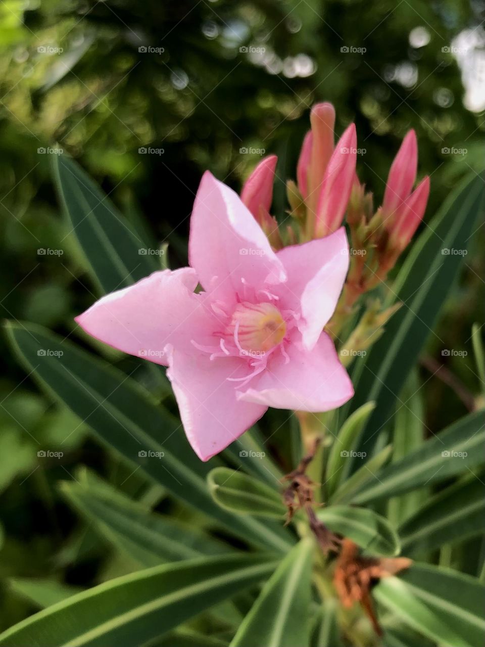 Editor’s choice. A pink star-shaped flower rests among a sea of green 🌸