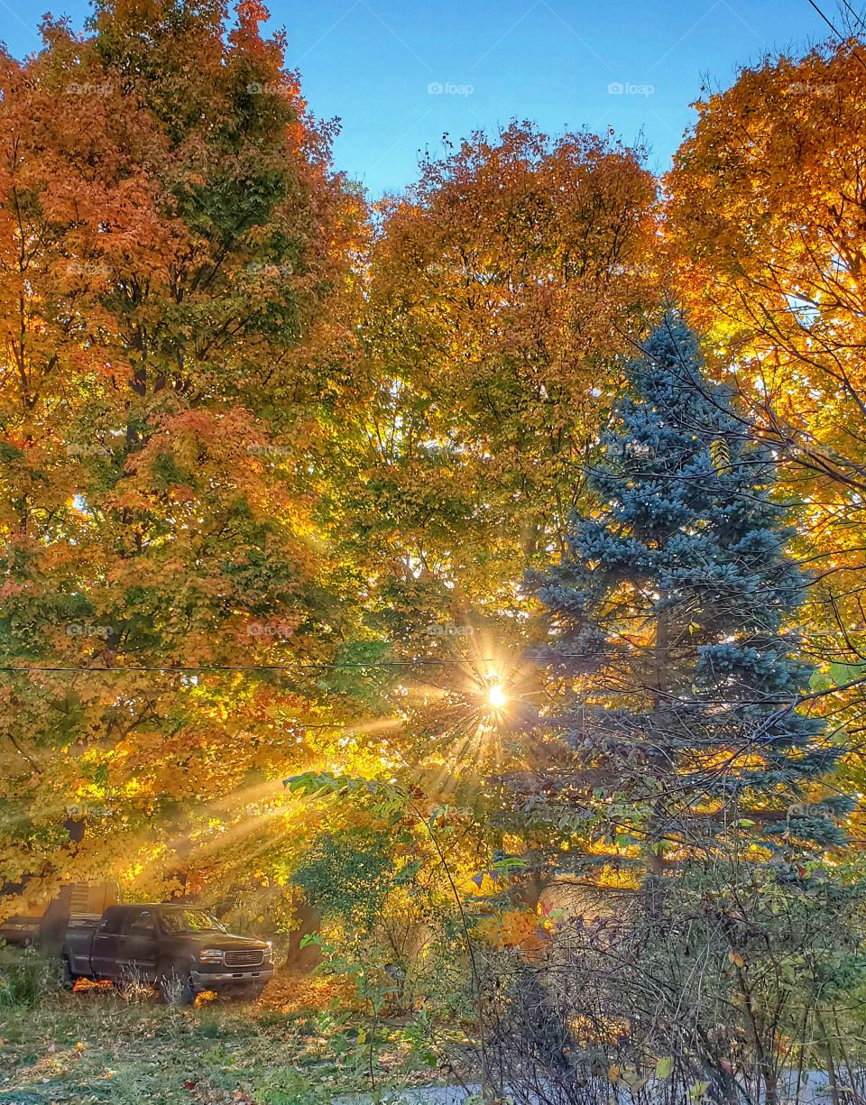 sunlight through the autumn trees