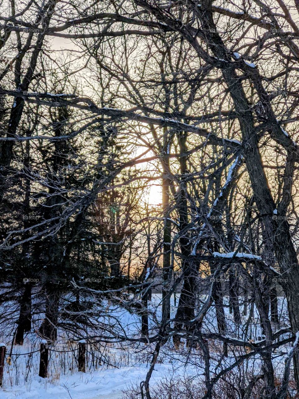 An afternoon in the Forest