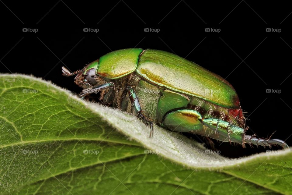 green christmas beetle