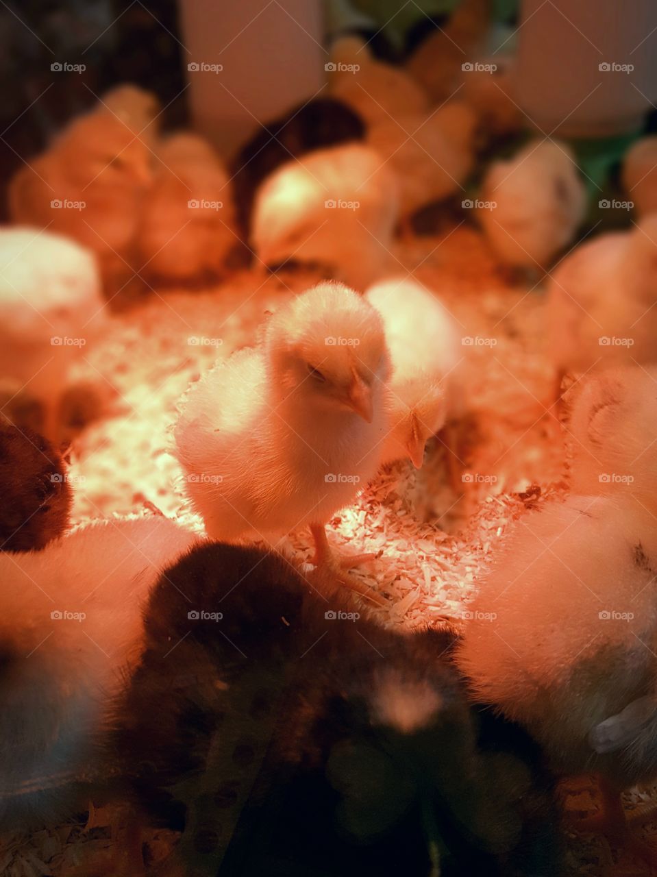 Baby chick in an incubator