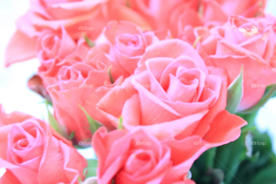 Pink rose