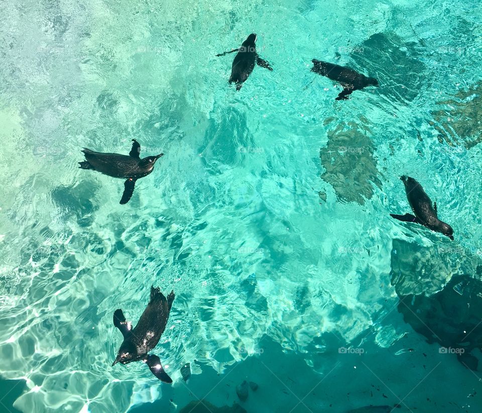 Penguins swimming!