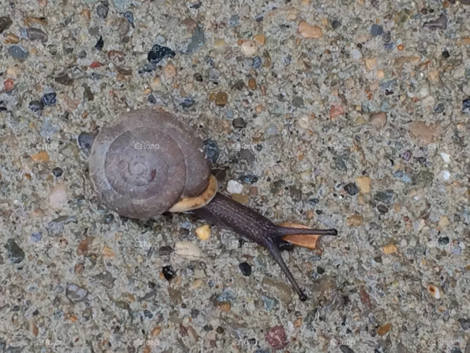 Snail