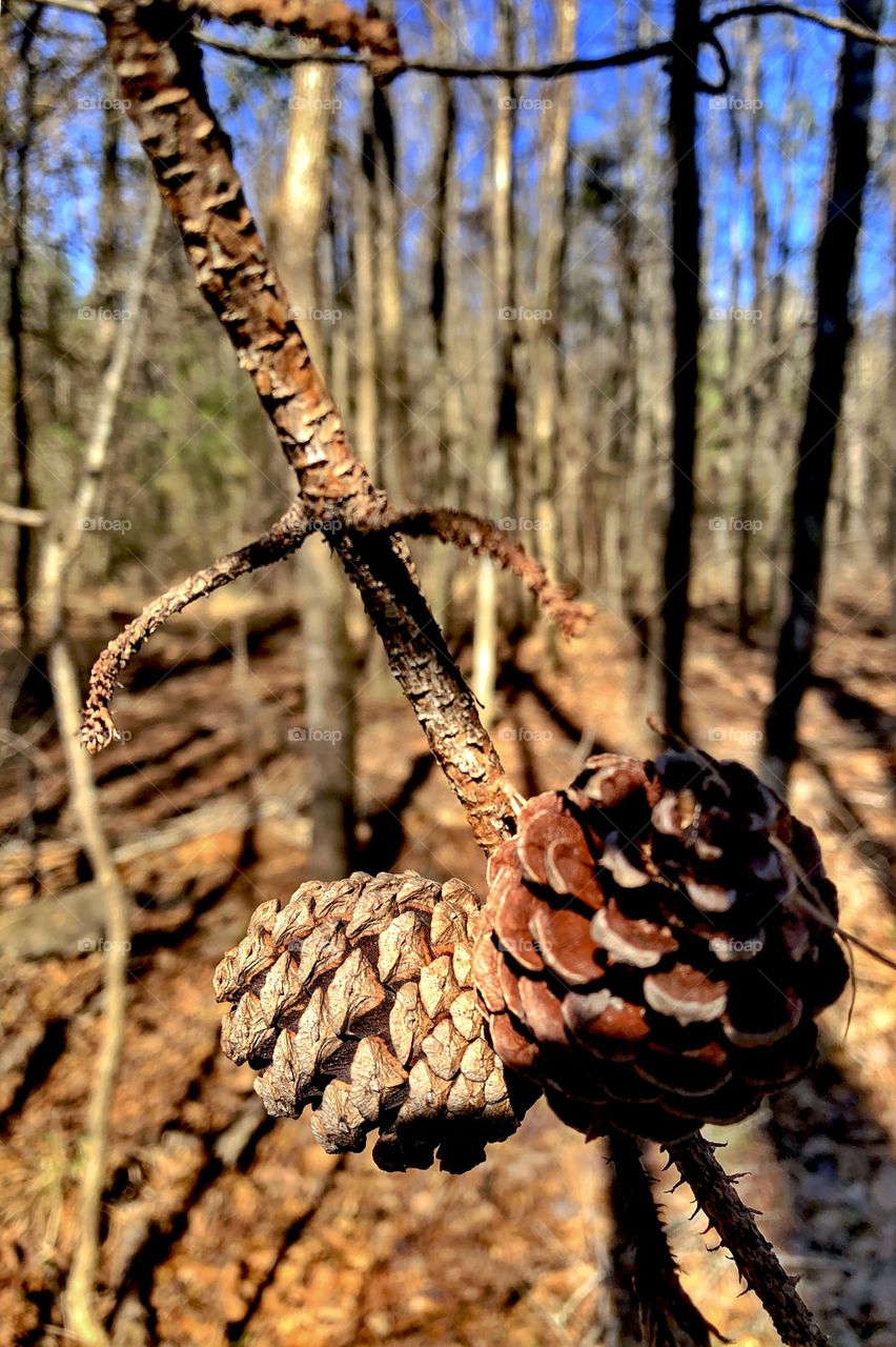 Pine Cones at Midday 