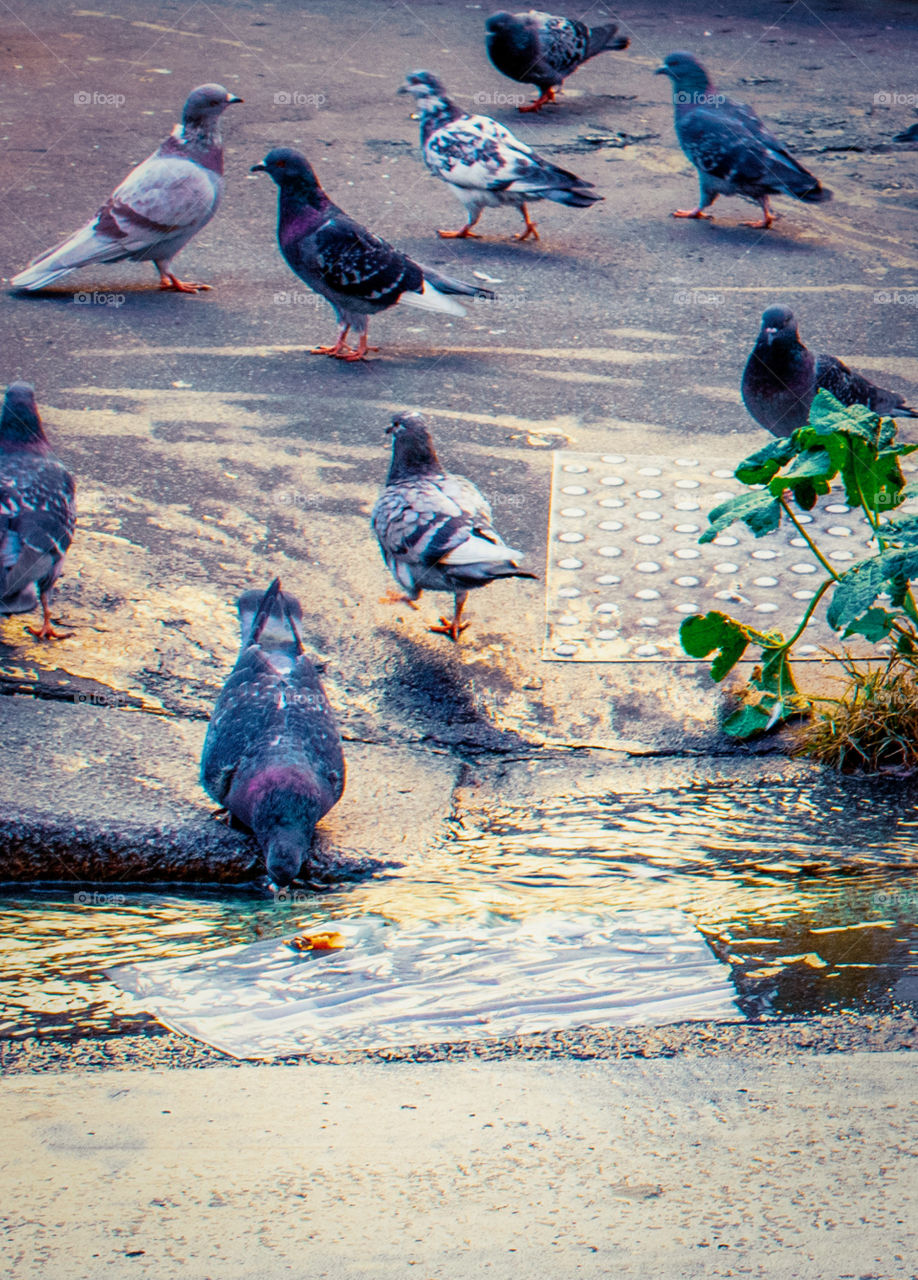 Pigeons