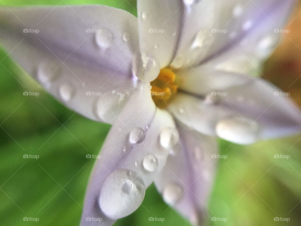 Allium tuberosum flower