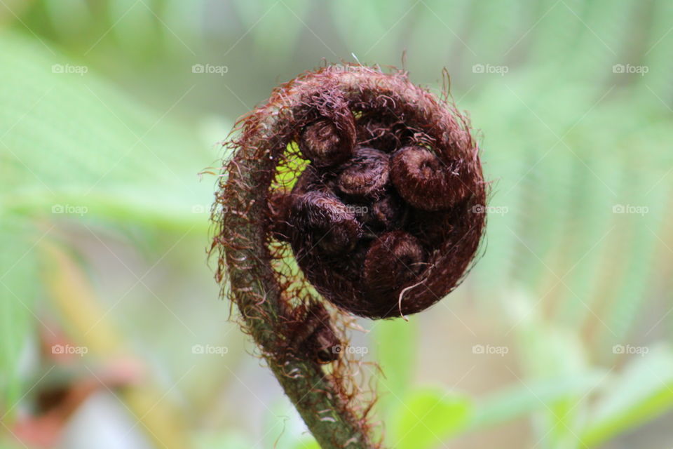 fern head