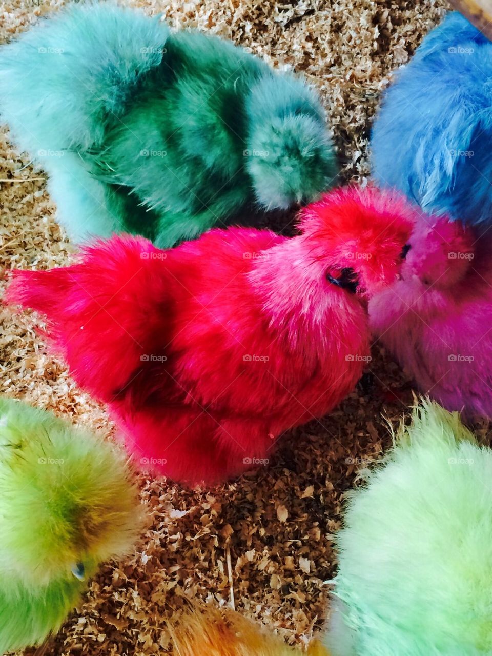 Coloured chickens