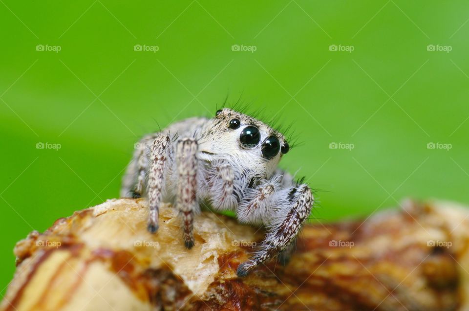 Jumping spider