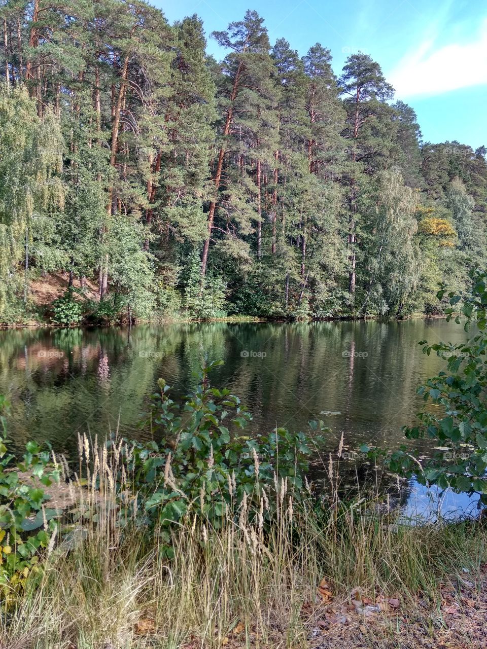 river in a pine forest