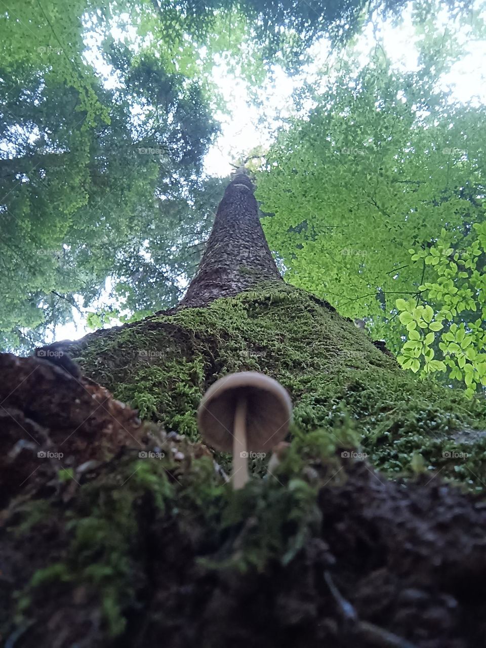 dream of going higher