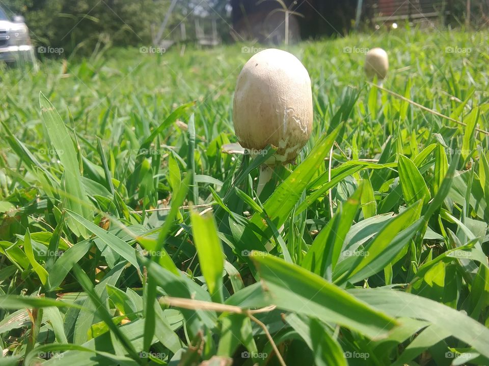 egg looking mushroom
