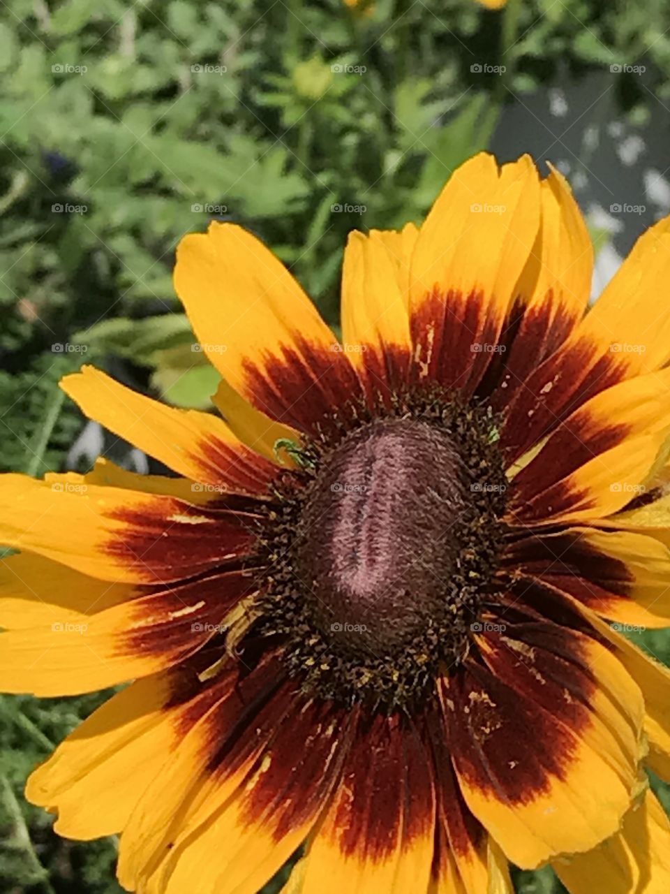 Yellow flower with brown inner petals 