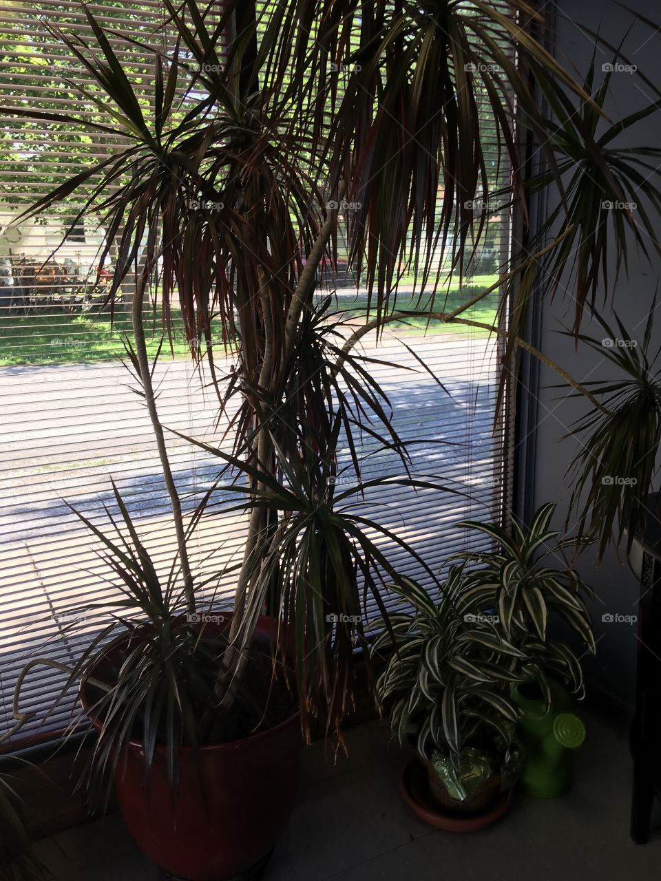 Some plants at the good ole senior center placed by the window for some sunlight.