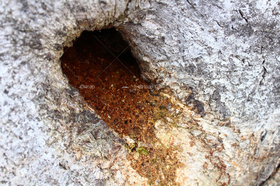 Bark of white tree