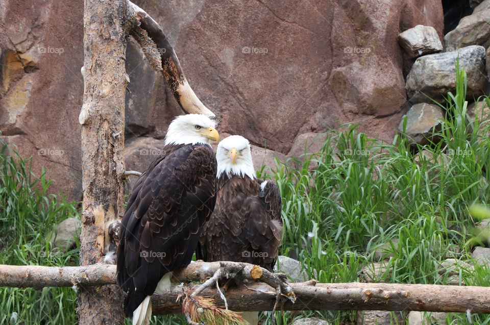 Two eagles