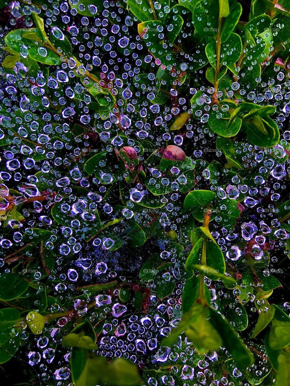 Vividly enhanced raindrops on spiderweb 