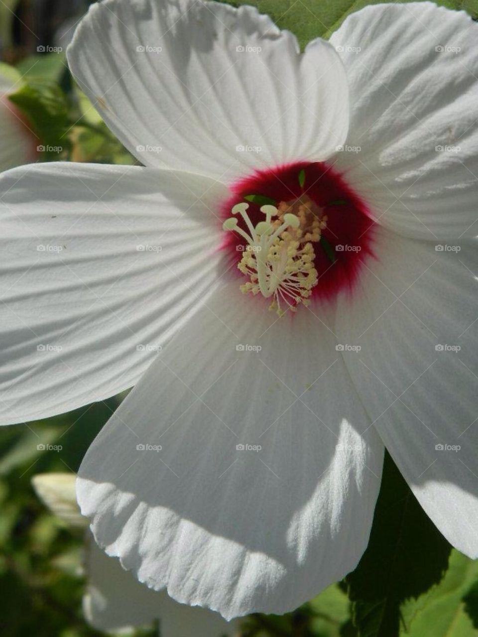 White hibiscus 1