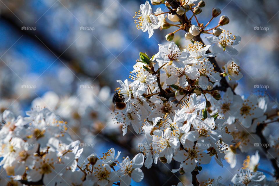 White spring flowers