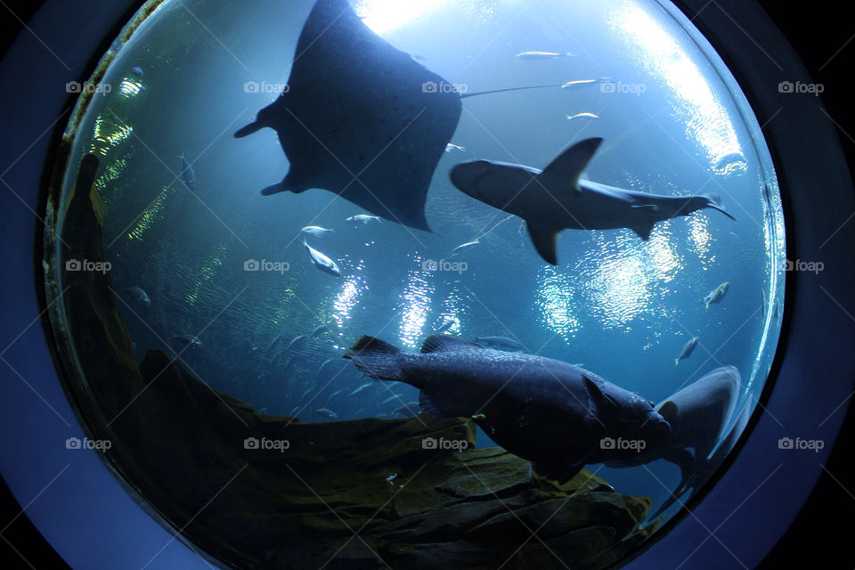 sea aquarium creature ray by idanos