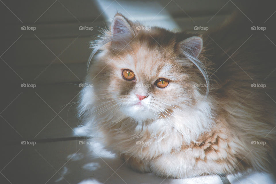 Cream Persian Cat Sitting in the Sunlight 