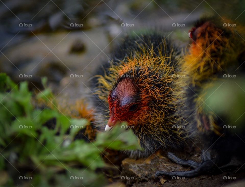 Baby bird bright feathers