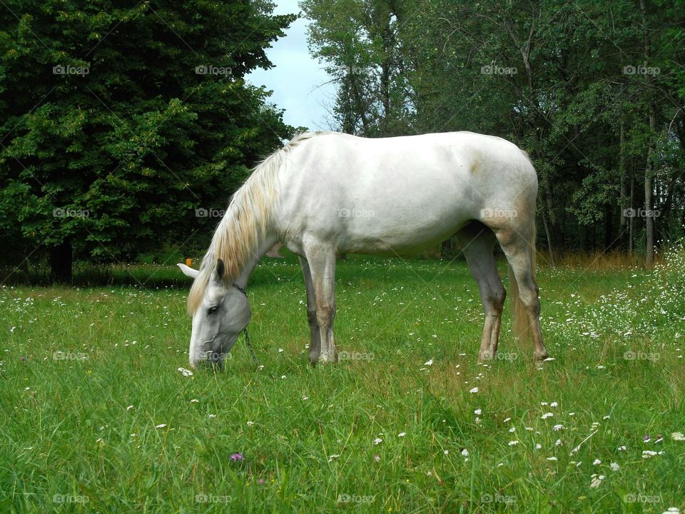 Mammal, Grass, Animal, No Person, Nature