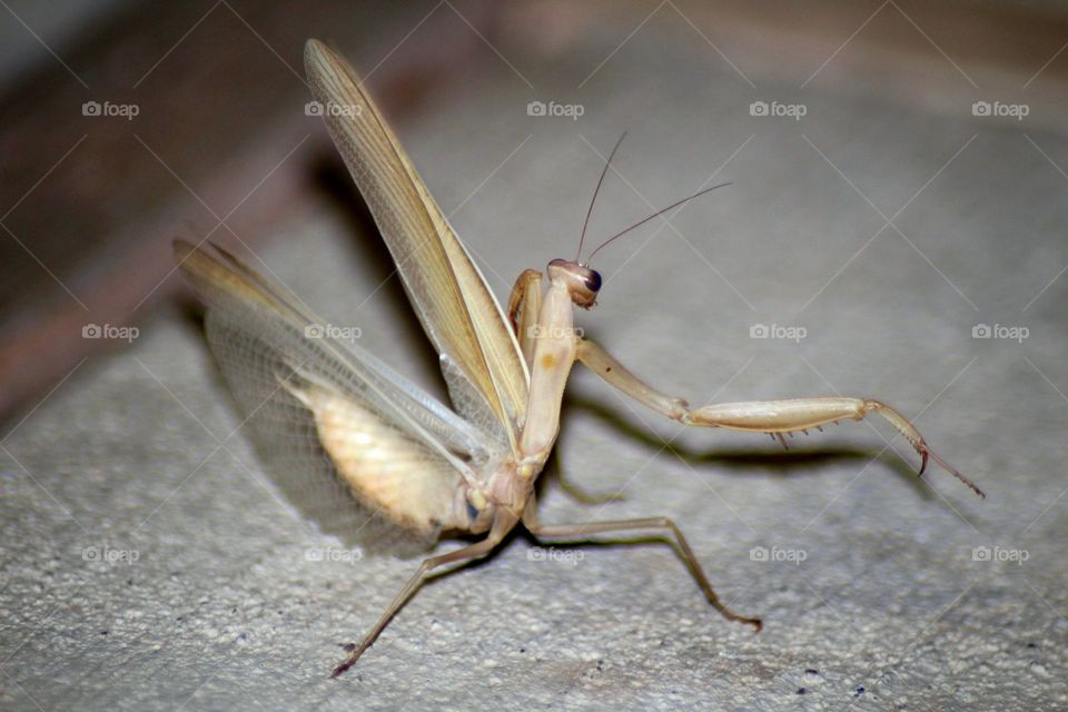 Praying Mantis Posturing
