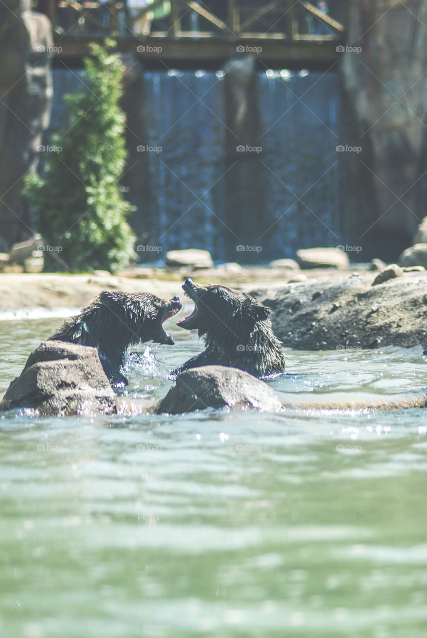 Brown bears wrestling in the water.