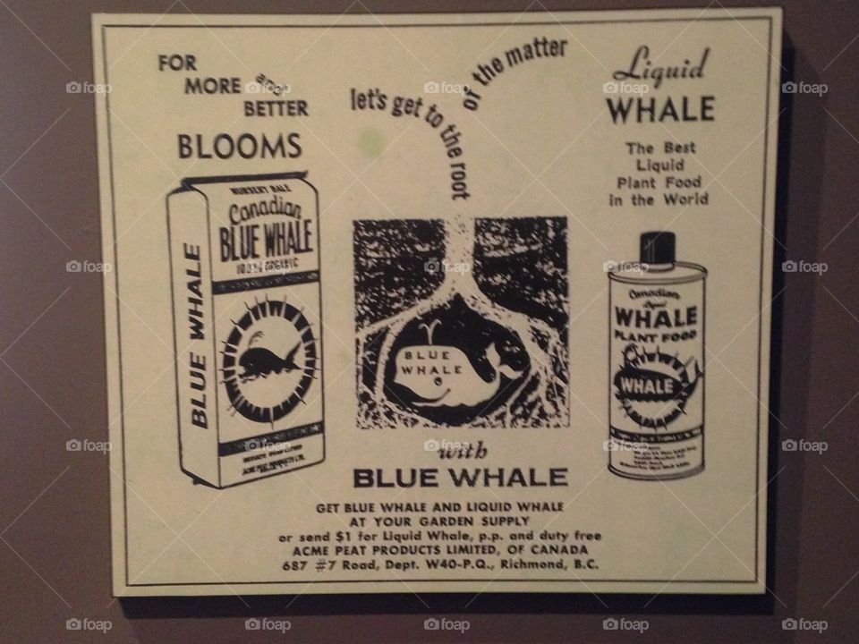 Whale products
