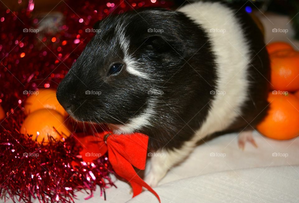 Close-up of guinea pig