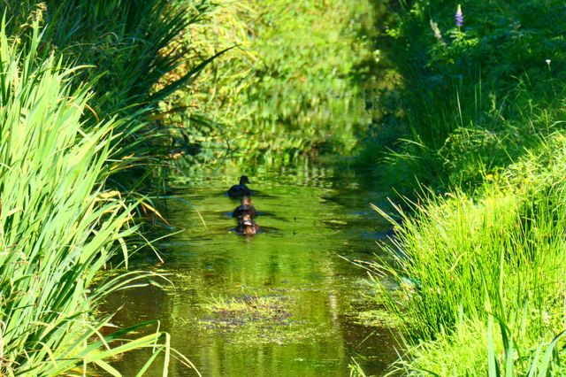 three Ducks