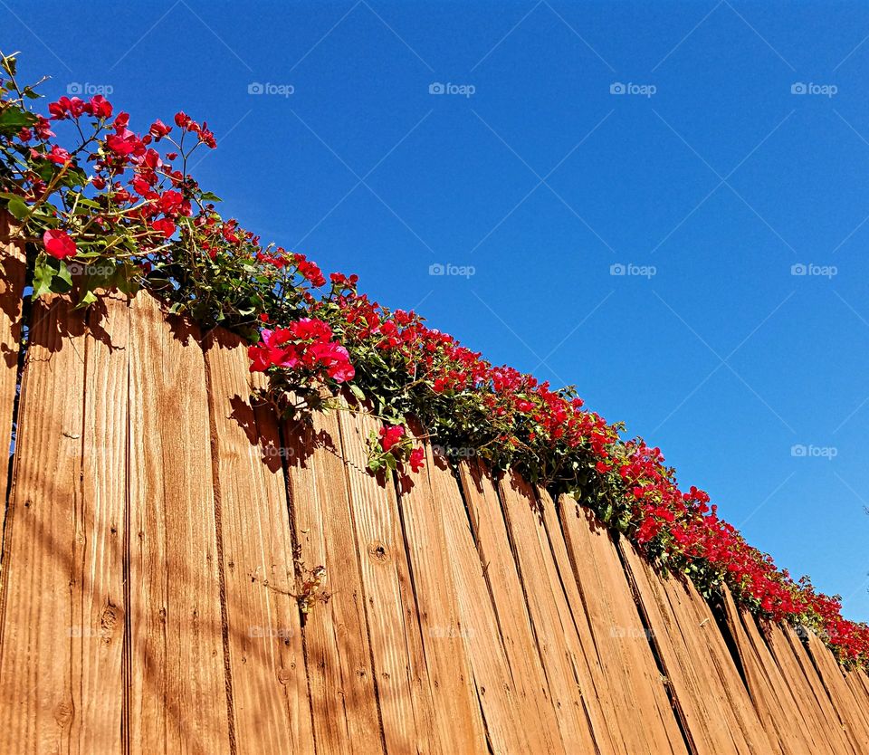 Blue Sky and Bougainvillae