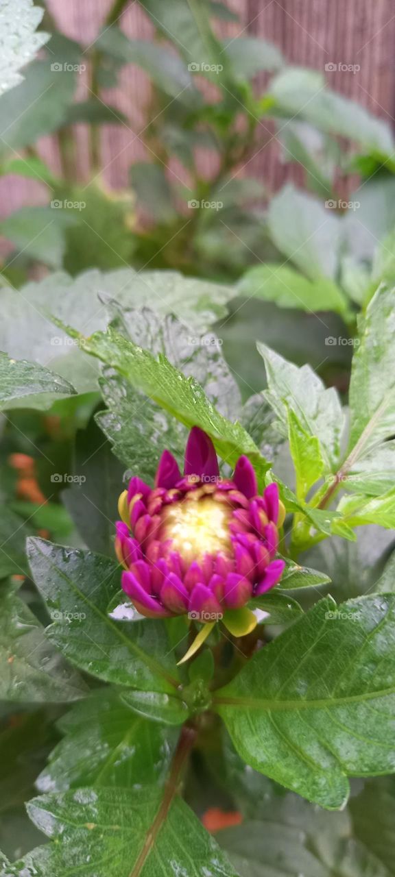 Botón floral abriéndose