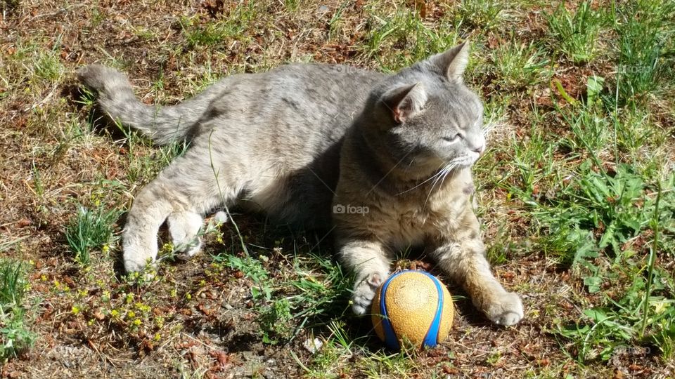 Grey colored pet cat outside laying in grass with paw on ball toy ready to play in sunny summer.