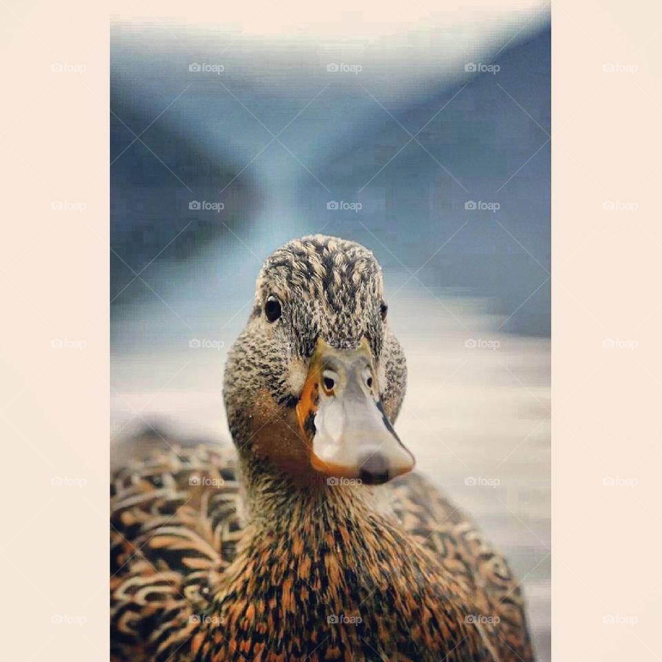 lady duck