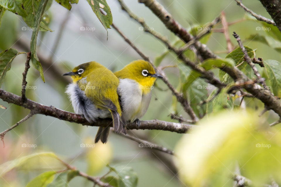 Oriental White-Eye