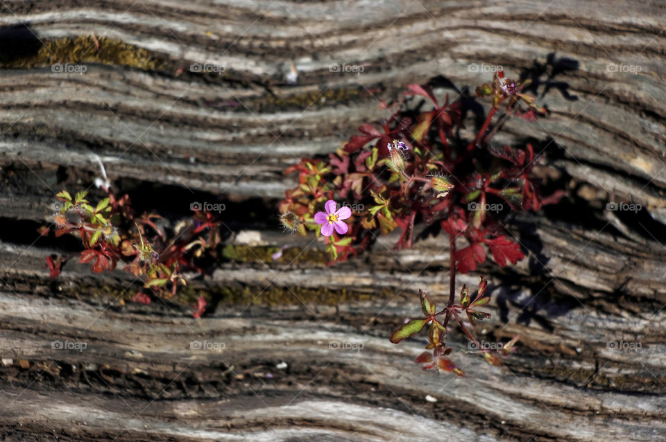 Flowers grew in the wooden railway threshold