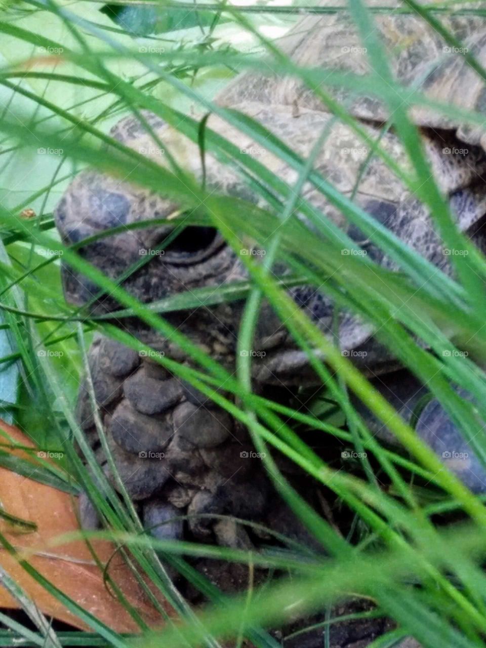 Turtle selfie between the garden grass